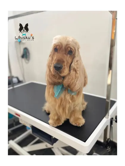 A classic pose from Olly the Cocker Spaniel. His long ears are perfectly brushed out and his coat is tidy.