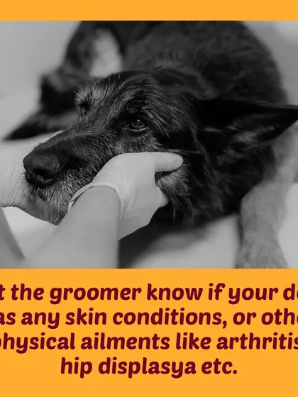 Tip 3: Inform us about any physical ailments like arthritis, hip dysplasia, or skin conditions. This allows us to be extra gentle and careful with sensitive areas.
