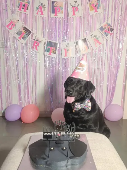 This handsome black Labrador is celebrating in style with a party hat and a festive bow tie. The purple-themed party decor looks fantastic with his dark coat.