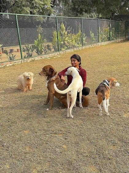 Surrounded by a happy pack. Asha's ability to connect with multiple dogs at once is a result of years of experience and a deep understanding of canine group dynamics.