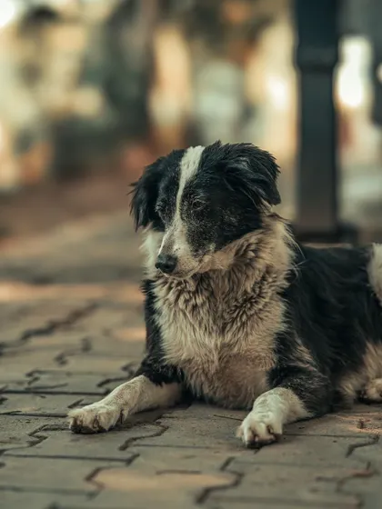 A close-up portrait of a thoughtful-looking street dog. I try to capture the personality and soul of the animals I photograph, just as I would with a person.
