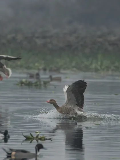 A Greylag Goose landing while another flies past.