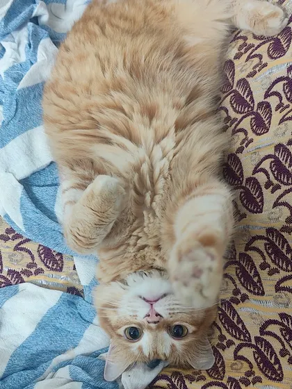 Cattio is a playful little one. Here he is lying upside down, showing off his fluffy belly and adorable paws.
