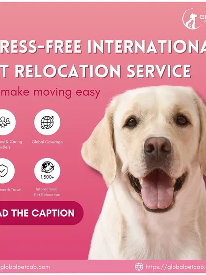 We offer a complete, stress-free international pet relocation service. With over 1,500 successful relocations, our experienced and caring handlers provide safe travel and global coverage, making your pet's move easy.