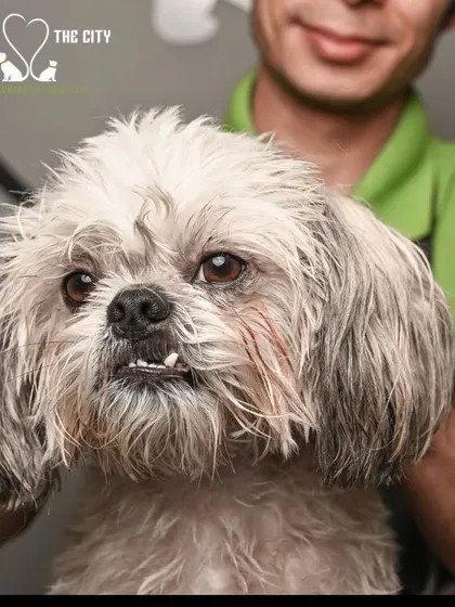 A happy dog after his virgin coconut oil treatment. His coat is looking healthy and he's feeling great.