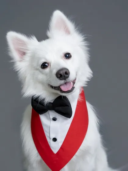 A dapper Pomeranian dressed in a tuxedo against a simple grey backdrop. This is a perfect example of a classic, elegant pet portrait.