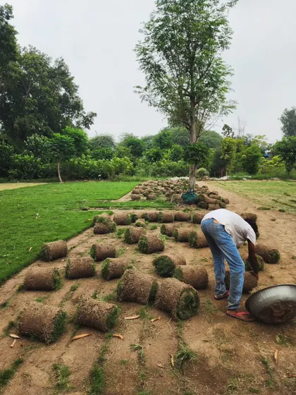 A worker prepares rolls of Mexican grass turf for loading. This image emphasizes the freshness and quality of our product, straight from our farm.