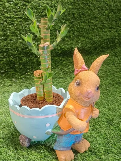 This adorable rabbit-themed planter is perfect for holding a lucky bamboo plant. It's a charming addition to your desk or a thoughtful gift for good fortune.