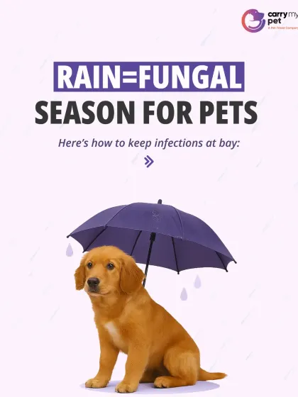 The rainy season can bring fungal infections for pets. This guide provides five simple steps to keep your pet dry, clean, and itch-free during the monsoon.