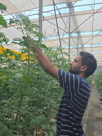 Reaching for success. A trainee practices crop maintenance on tall tomato vines, a common task in our advanced hydroponics and protected cultivation modules.