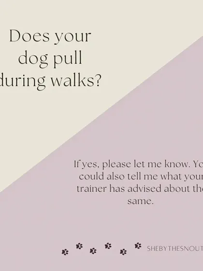 Does your dog pull on the leash? Knowing this, and any training you're doing, helps me manage walks safely and effectively.