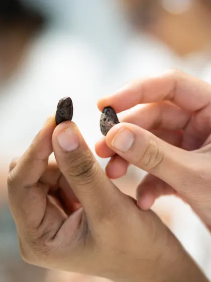 It all begins with a single, humble cacao bean. Here, we examine the quality of roasted beans, a critical step in developing the flavor profile of the final chocolate bar.