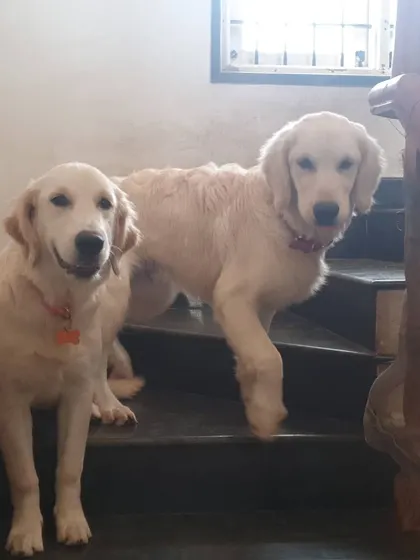 The freedom to roam and relax is a key part of my philosophy. These two goldens are completely at home here.