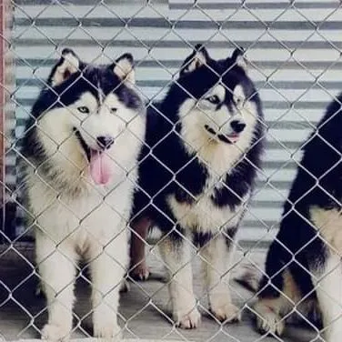 We have several high-quality adult Siberian Huskies available for stud services here in Bangalore.