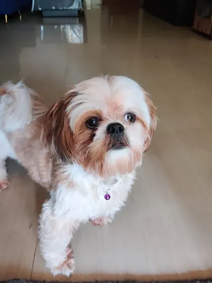 Teddy, the 2-year-old Shih Tzu, is now adopted and living his best life.