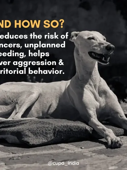 How does sterilization help? It's simple. The procedure reduces the risk of cancers and unplanned litters, and also helps lower aggression and territorial behavior, leading to more peaceful coexistence in neighborhoods.