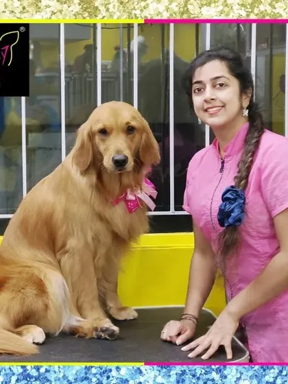 A little shy, but looking beautiful. This Golden Retriever's coat is glowing after a full spa treatment.