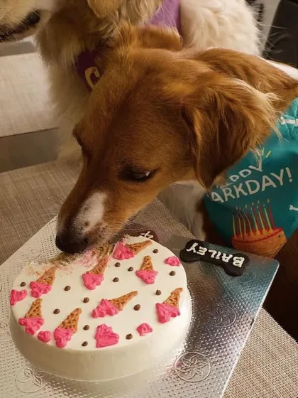 Another angle of Bailey enjoying the ice cream cake while wearing our "Happy Barkday" bandana. Our clip-on bandanas are adjustable and fit dogs of all sizes.