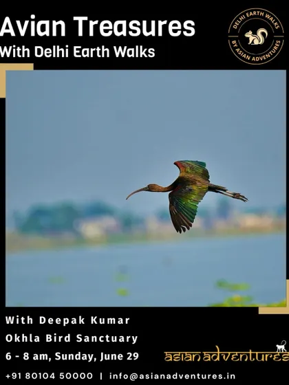 A Glossy Ibis captured in flight over the Okhla Bird Sanctuary. Our "Avian Treasures" walk focuses on the dynamic life of this important urban wetland, a haven for resident and migratory birds.
