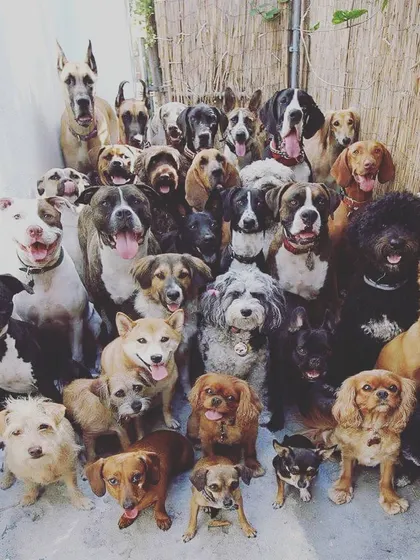 A family portrait of our wonderful community of dogs, featuring a wide variety of breeds, shapes, and sizes. This represents the many happy pets we've helped through adoption and our ongoing support services.