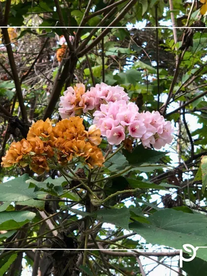 A cluster of pink and orange flowers on a Dombeya wallichii tree, also known as the Pink Ball Tree. It provides a stunning display in the right season.