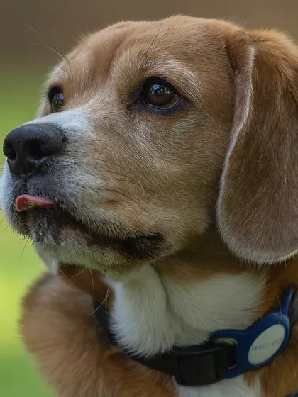 A tiny tongue-blep makes this Beagle portrait extra charming. I'm always ready to capture these fleeting, funny expressions that reveal so much about a dog's character.