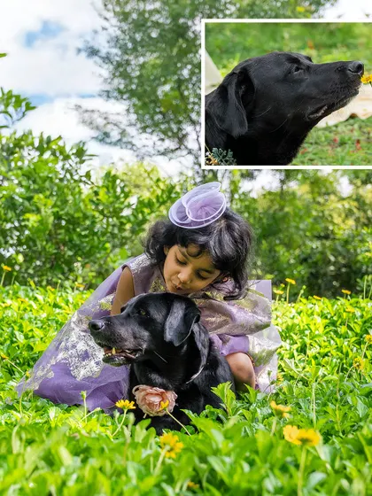 A collage showing a girl and her black Labrador enjoying a field of yellow flowers, sharing a sweet moment.