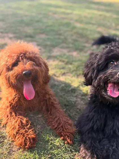 Kai with his best friend Pablo. Our programs emphasize healthy socialization, allowing dogs to make friends and learn appropriate play behaviors in a supervised environment.