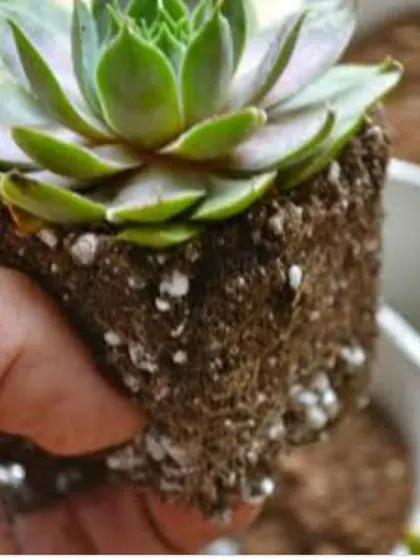 This image shows the excellent root structure of a healthy succulent grown in our potting mix. The soil is light and airy, allowing roots to breathe and grow strong.