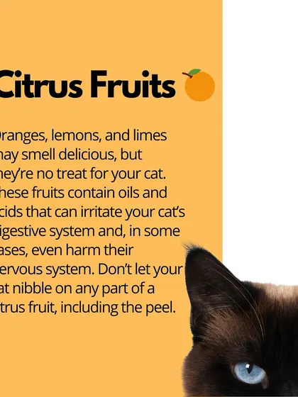 Citrus fruits like oranges and lemons contain oils and acids that can irritate a cat's digestive and nervous systems. It's best to keep them away.