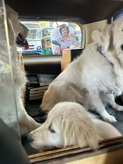 Part of training for travel is getting your dog comfortable in a vehicle. Here, a puppy in my Board & Train program learns to relax and enjoy the ride, watching the world go by.