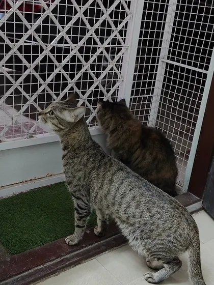 Begum and Mougli are curiously looking out the door. The entire boarding area is secured, so they can watch the outside world without any danger.