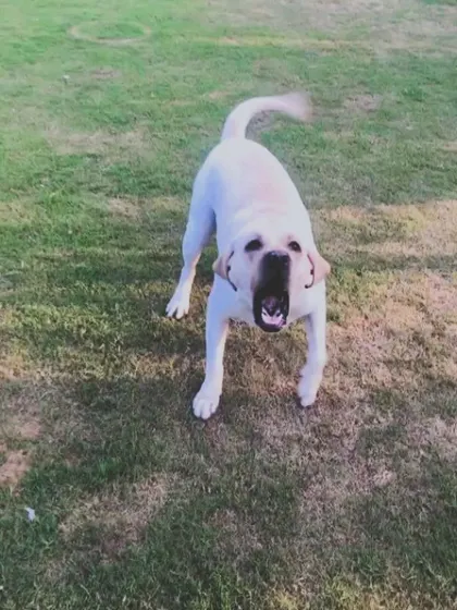 A playful bark from a Labrador who wants the game to continue. We listen to what the dogs are telling us.