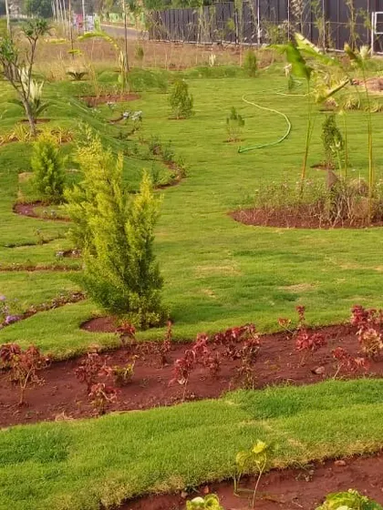 A wide view of a new landscape featuring freshly laid turf, young trees, and beds of red flowering plants, showcasing a project in its early growth stage.