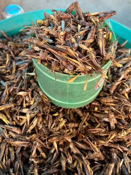 A bowl of dried grasshoppers, a traditional and protein-rich food source in Nagaland. While not on our current menu, it shows the diversity of ingredients we explore on our trips home.