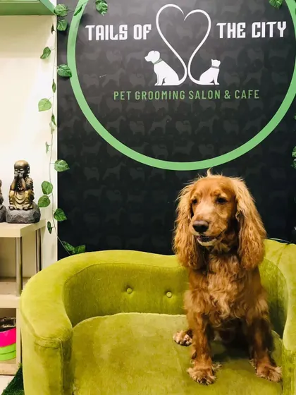 Atom the Cocker Spaniel is looking thoughtful after his grooming. His long ears are clean and his coat is looking silky smooth.