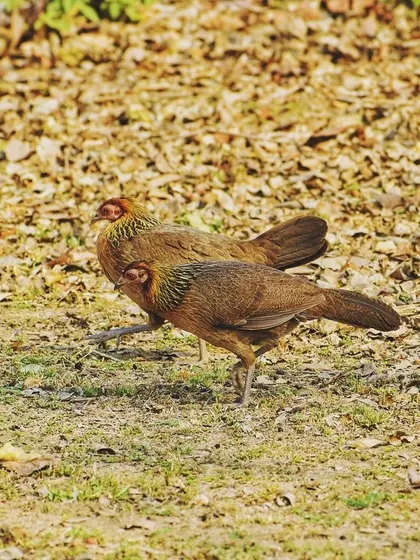 A pair of junglefowl walking together, showcasing their natural behavior.