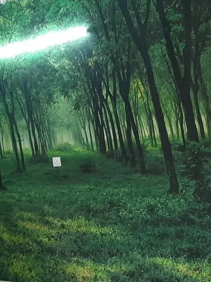 A custom wallpaper showing a dense, dark green forest path, perfect for creating a moody and immersive natural escape.