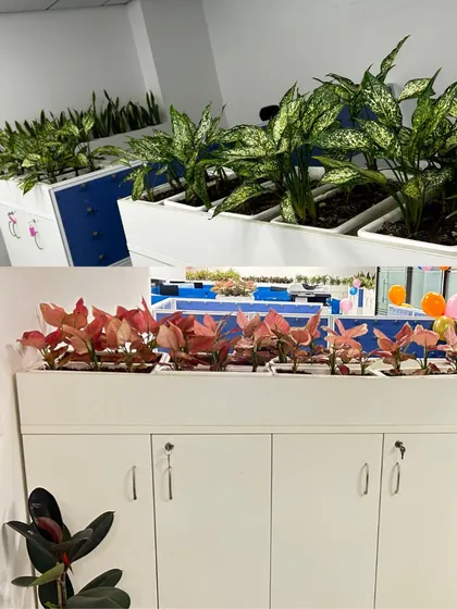 This image highlights the variety we provided for a new client in Delhi. The top shows variegated Chinese Evergreens, while the bottom features vibrant Red Aglaonema, demonstrating how we can use different plant species to create distinct moods in different office zones.
