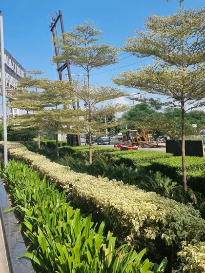 This is an example of layered planting for a roadside commercial space. I used tall Terminalia trees for height, layered with variegated shrubs and green ground cover. This approach creates visual depth and ensures the landscape looks full and vibrant from every angle.