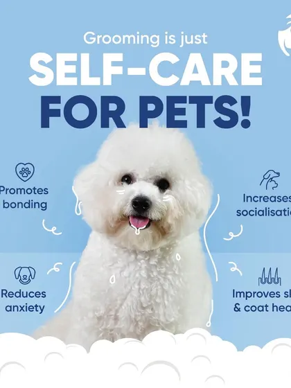 Think of grooming as a spa day that boosts your pet's health. This graphic highlights the key benefits, including improved skin, reduced anxiety, and better socialization, making it a positive routine for any dog or cat.