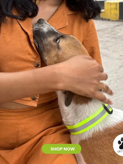 An image capturing a sweet moment between me and a dog wearing the neon green reflective collar. It shows how comfortable the collar is for the animal.