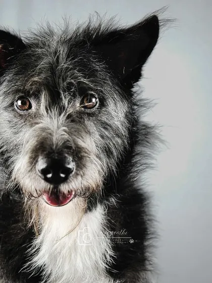 More "tongue out" fun! Bozo's scruffy face and happy expression make for a great studio portrait.