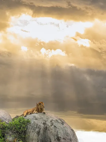 Here, the focus is on the lion's regal posture against the heavenly backdrop. This print is for anyone who wants to feel the epic scale and spiritual beauty of the wild.