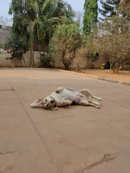 Lilu enjoying a "sun dance" with a good roll on the ground. A relaxed dog is one who feels safe enough to be silly.