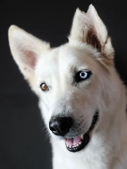 The stunning beauty of Siya, a husky with one blue eye and one brown eye. A simple black background makes her unique features even more striking.