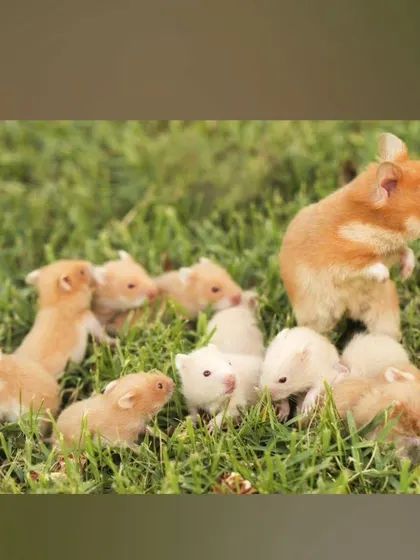 A mother hamster with her litter of pups enjoying the grass. We take pride in our home-breeding program, which allows us to raise healthy and well-socialized hamsters from birth.