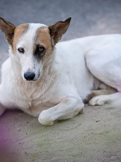 A poignant portrait of a street dog resting. Despite the hardships they face, their eyes often show so much trust and a desire for just a little kindness. This is why I advocate for them.