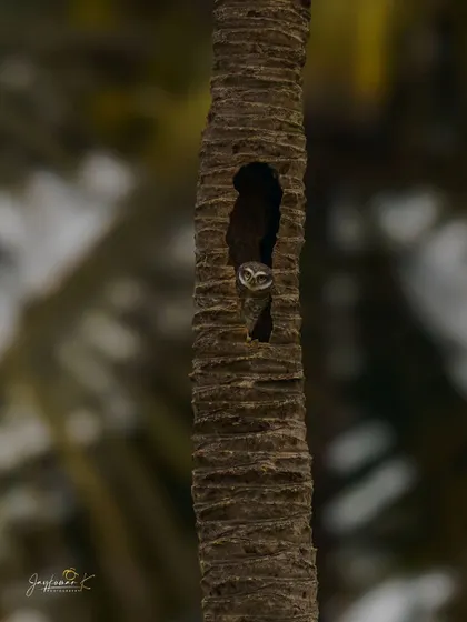 A Spotted Owlet peeks out from its nest in a hollowed-out palm tree trunk.