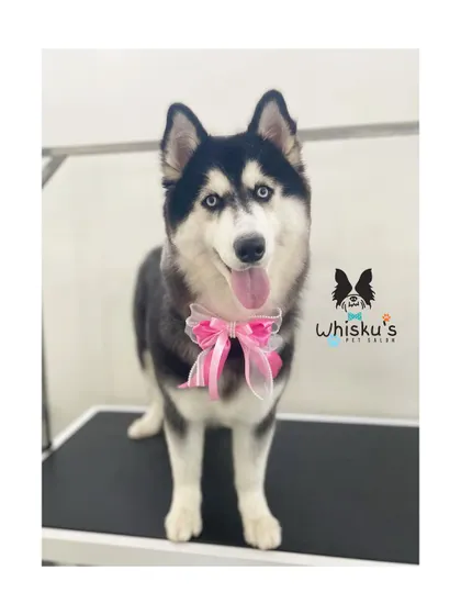 Zuni the Siberian Husky looking gorgeous after her de-shedding treatment. Her blue eyes are so striking against her black and white coat.